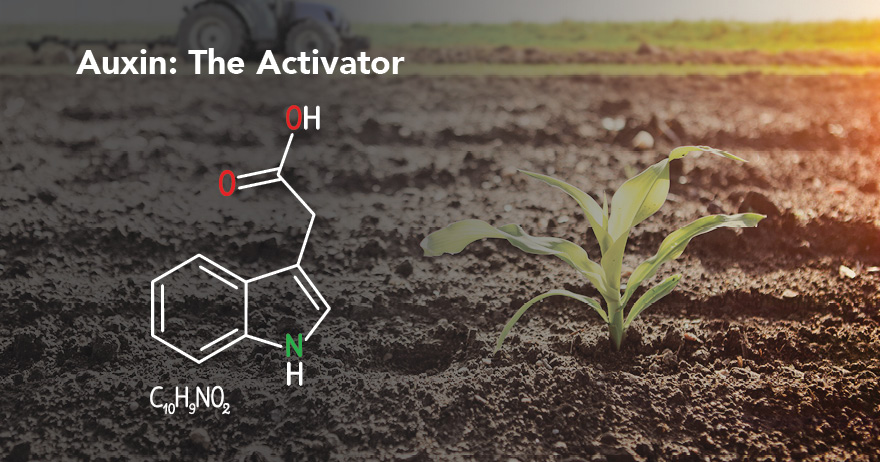 Auxin – The Activator