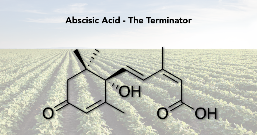Abscisic Acid – The Terminator