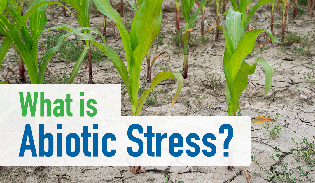 What is Abiotic Stress?