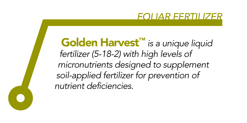 Golden Harvest 