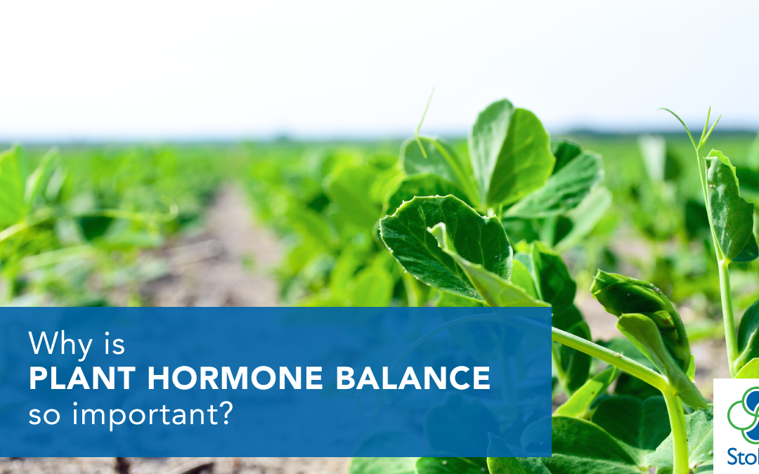 Why is Plant Hormone Balance so Important?
