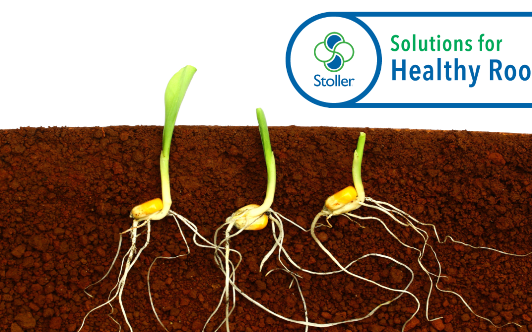 Solutions for Healthy Roots