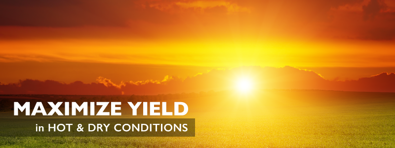 Maximize Yield in Hot & Dry Conditions